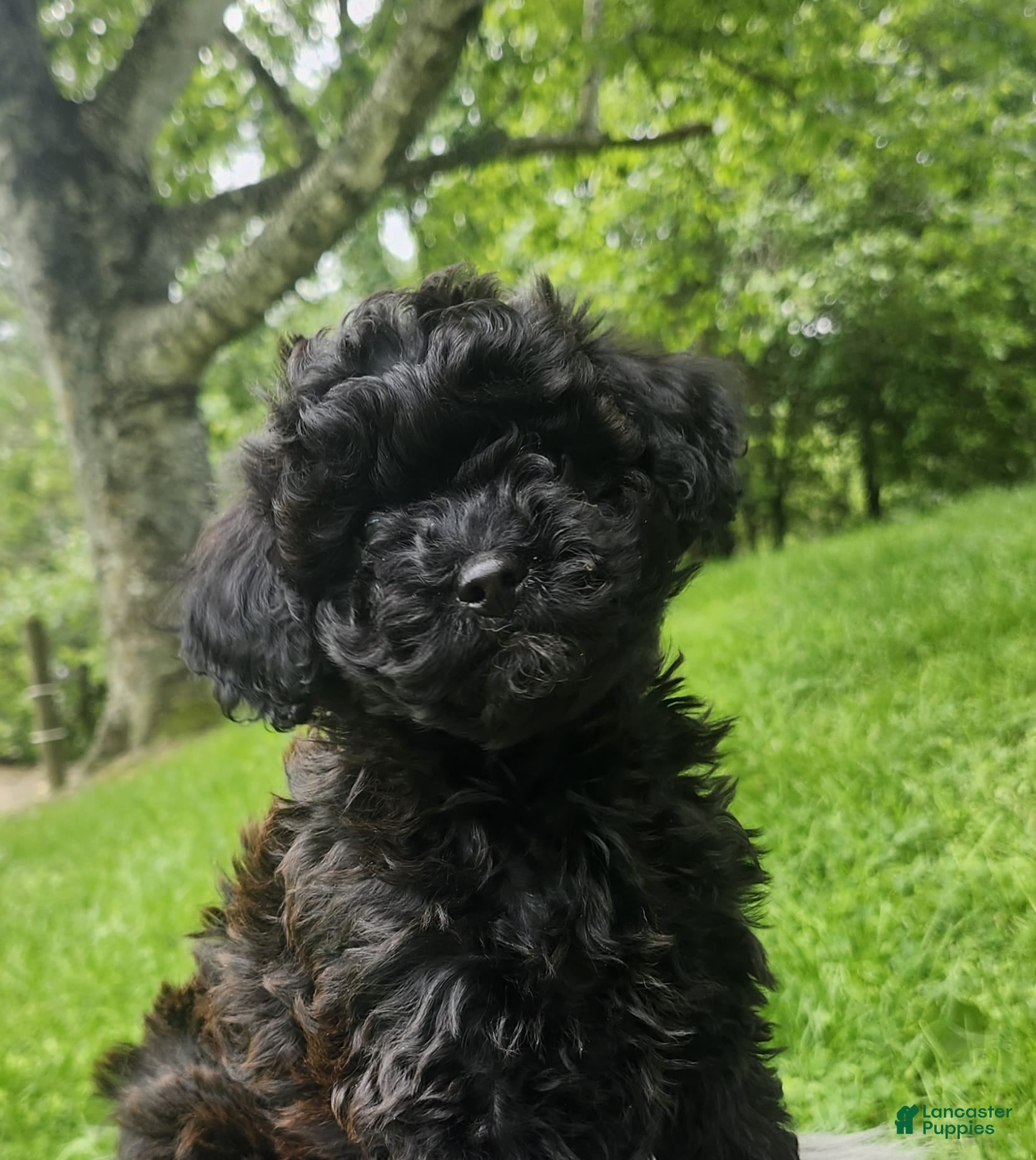 Cavapoo dogs Raven  - Ad 2