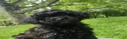 Cavapoo dogs for sale: Raven  - Ad 3