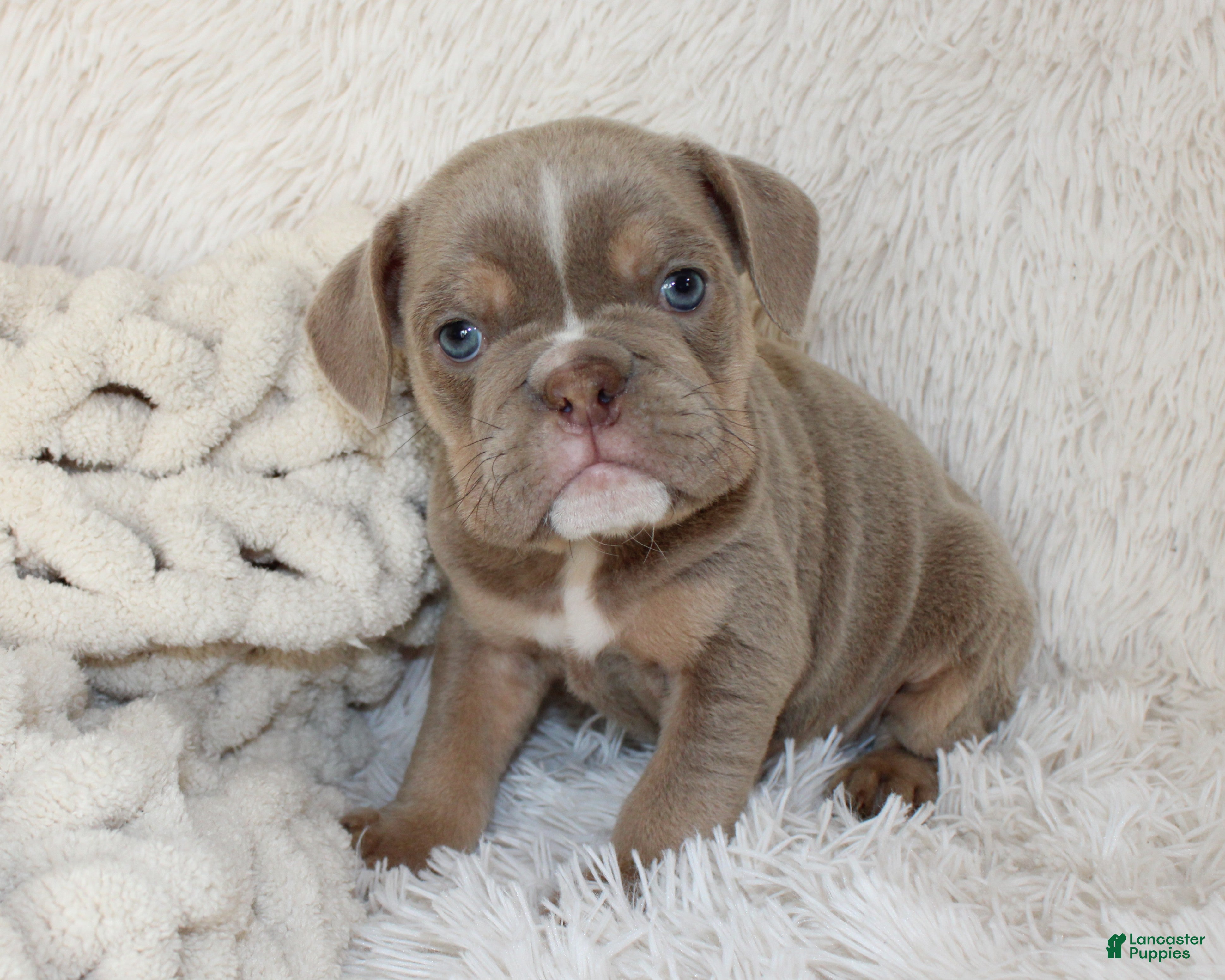 English Bulldog dogs Kane - Ad 1