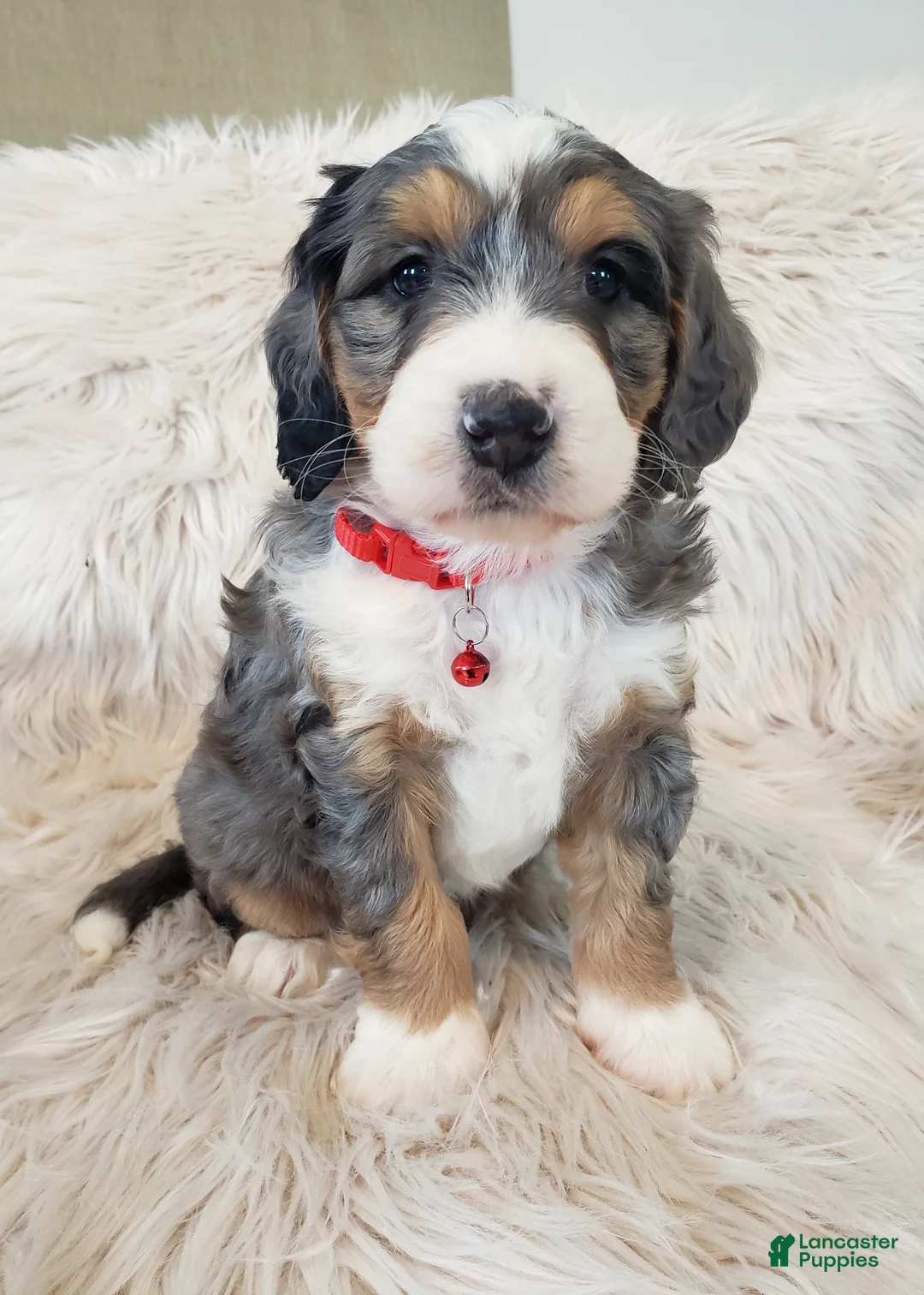 Mini Bernedoodle dogs for sale: Royal - Ad 3
