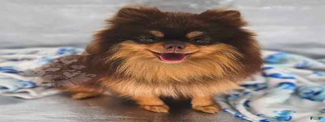 Chipwich of Pepper's Pomeranians