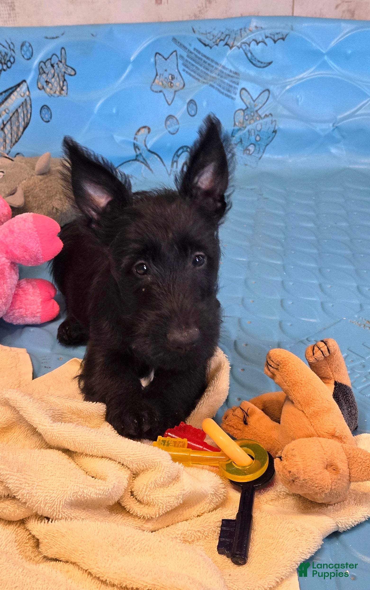 Scottish Terrier dogs for sale: Orpha - Ad 2