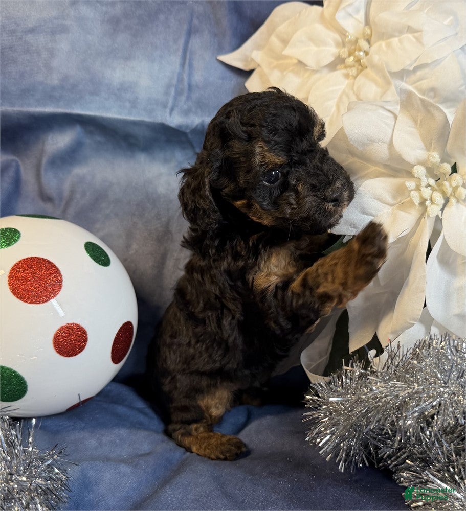 Toy Poodle dogs Toy Poodle Puppy 2 - Ad 36