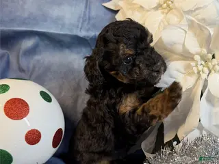 Toy Poodle dogs Toy Poodle Puppy 2 - Ad 42