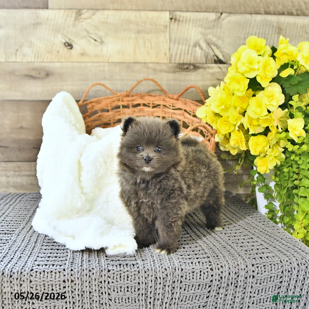 Pomeranian dogs for sale: Conner - Ad 2