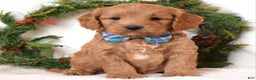Cavapoo dogs for sale: Canyon - Ad 5