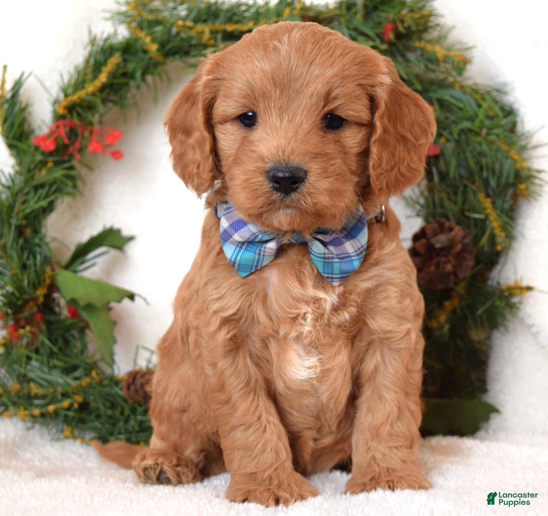Cavapoo dogs for sale: Canyon - Ad 5