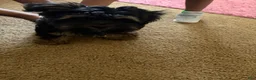 Yorkshire Terrier dogs for sale: BEAR  - Ad 4