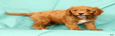 Peanut