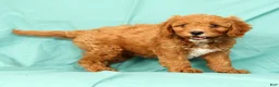 Cavapoo dogs for sale: Peanut - Ad 1
