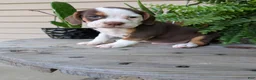 Beabull dogs for sale: Max - Ad 3