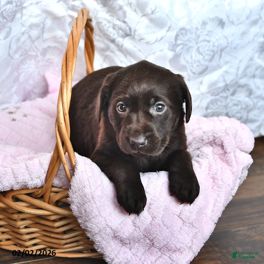 Labrador Retriever dogs Lilian - Ad 2