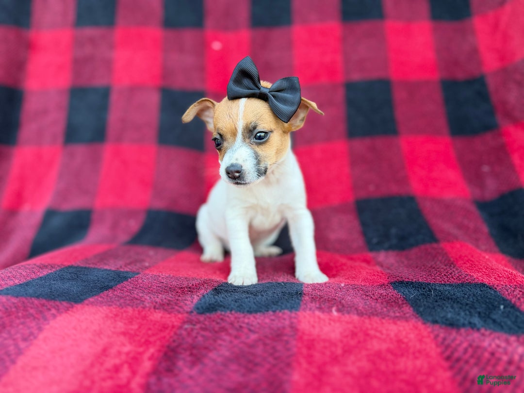 Jack Russell Terrier dogs for sale: Bailey  - Ad 4
