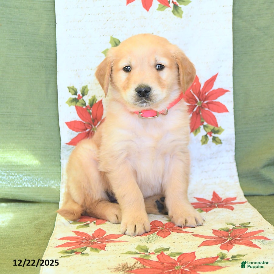 Golden Retriever dogs Gemma - Ad 36