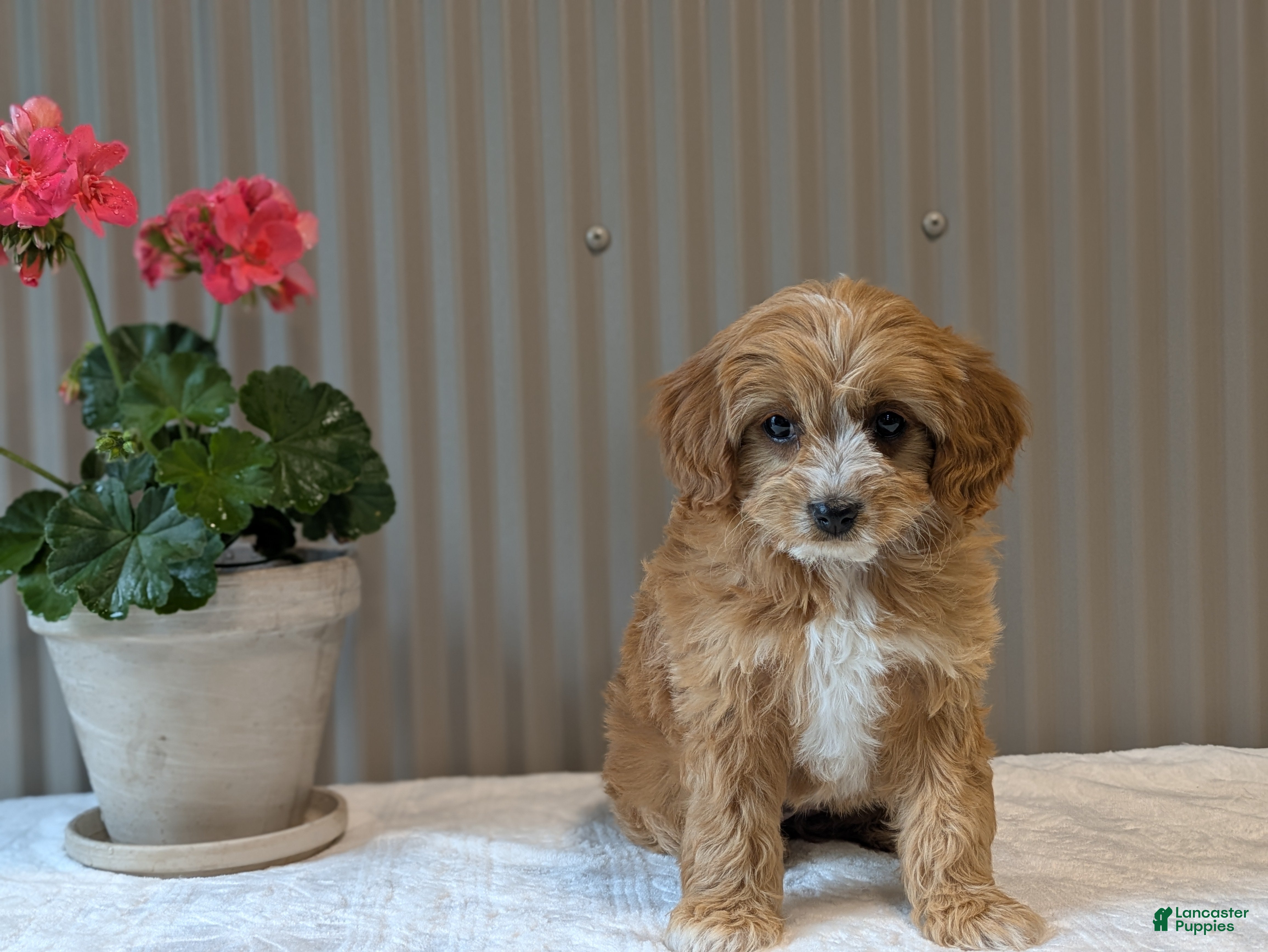 Cavapoo dogs for sale: Cavapoo Puppy 1 - Ad 1
