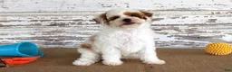 Mixed Breed dogs for sale: Nacho - Ad 4