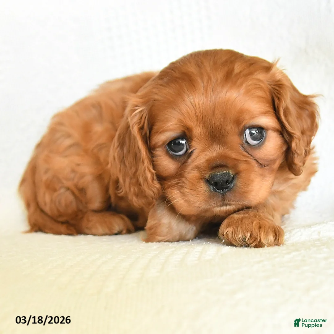 Cavalier King Charles Spaniel dogs for sale: Cooper - Ad 2