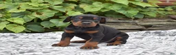 Doberman Pinscher dogs for sale: Phoenix - Ad 3