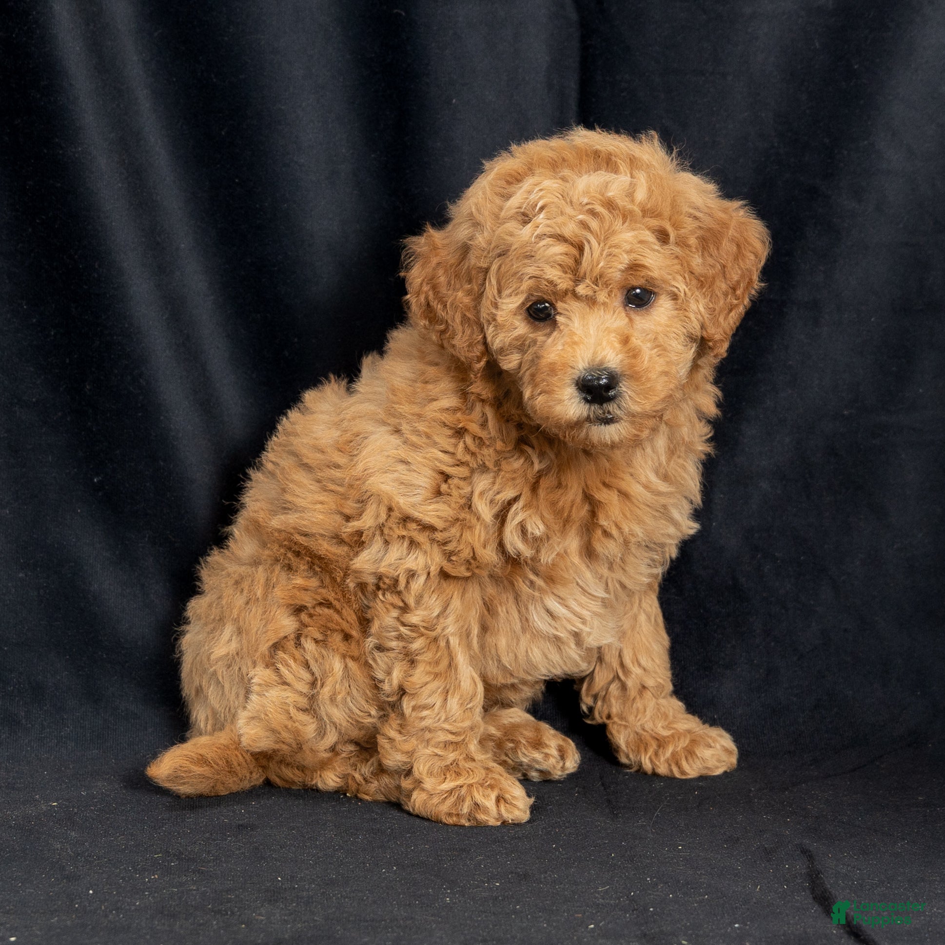 Mini Goldendoodle dogs Nancy - Ad 15