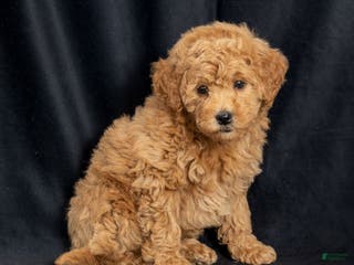 Mini Goldendoodle dogs Nancy - Ad 15