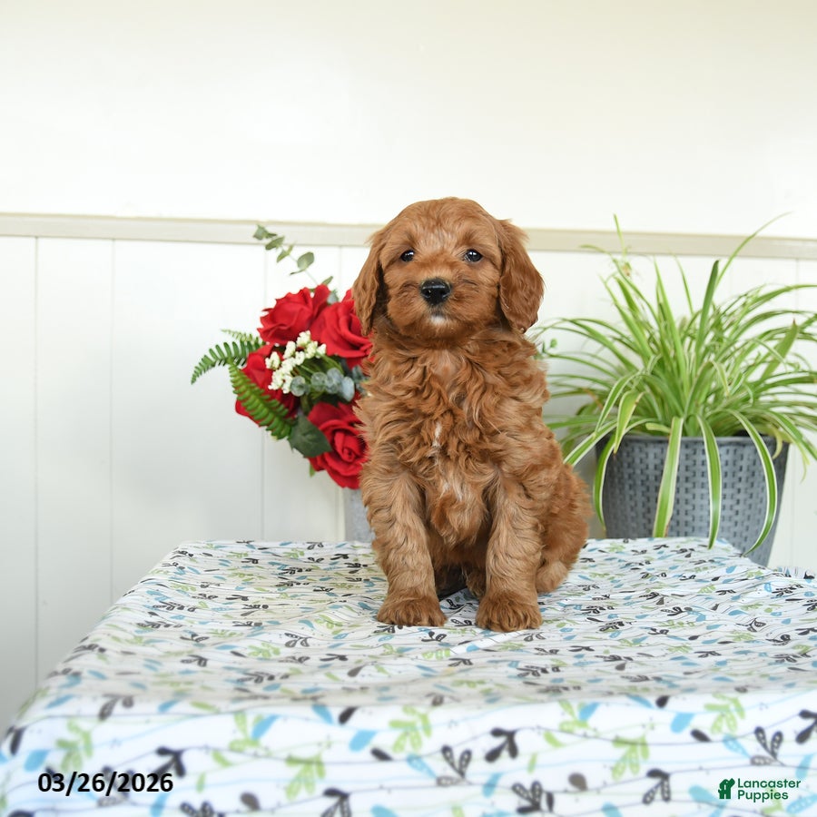 Mini Goldendoodle dogs Wooton - Ad 1