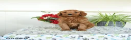 Mini Goldendoodle dogs for sale: Wooton - Ad 1