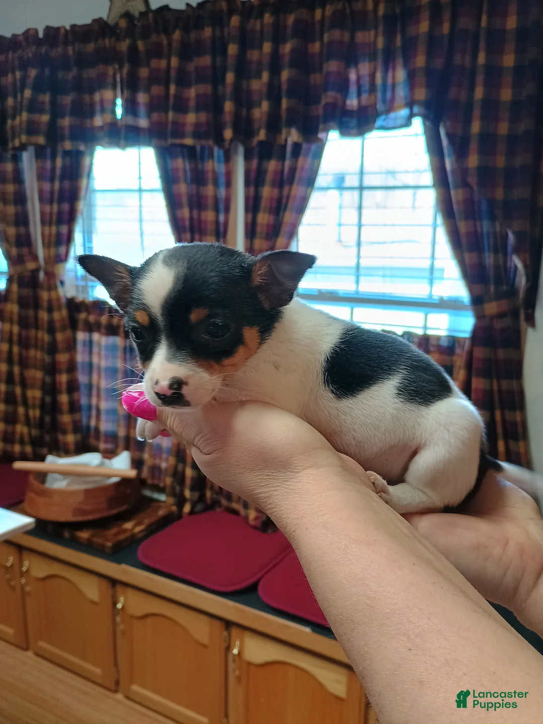 Mixed Breed dogs for sale: Rocky - Ad 1