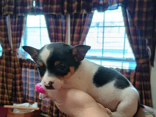 Mixed Breed dogs Rocky - Ad 6