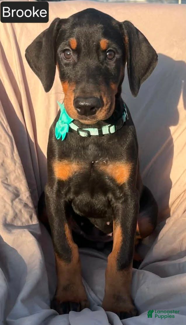 Doberman Pinscher dogs Brooke - Ad 1