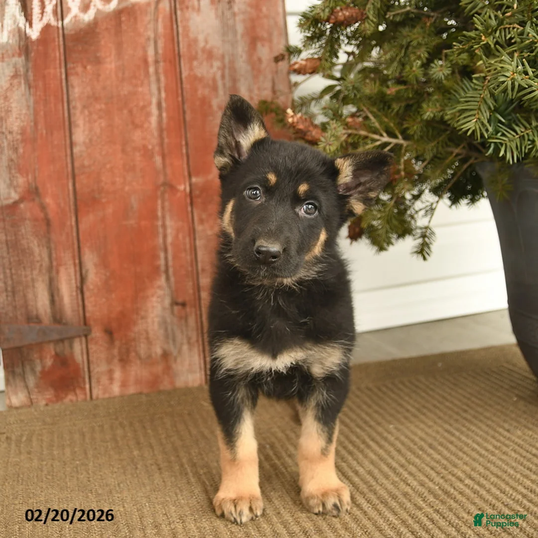 German Shepherd dogs for sale: Bubbly  - Ad 1