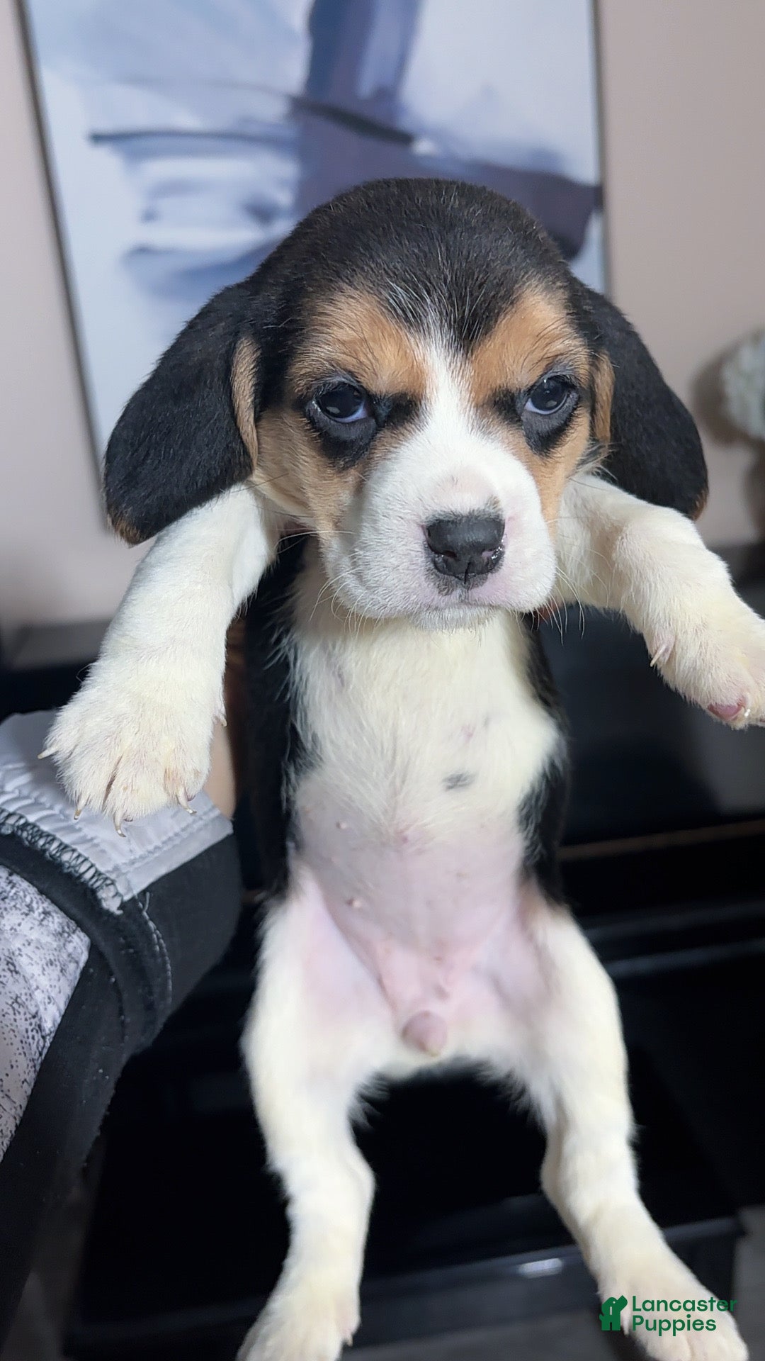 Beagle dogs for sale: Beagle Puppy 2 - Ad 1