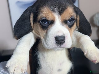 Beagle dogs Beagle Puppy 2 - Ad 4