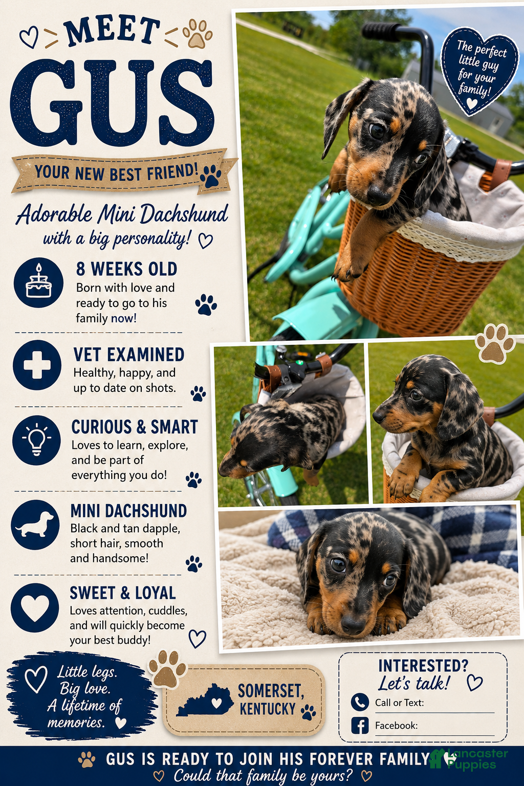 Miniature Dachshund dogs Miniature Dachshund Puppy 2 - Ad 2