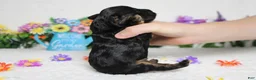 Cockapoo dogs for sale: Ripple  - Ad 9