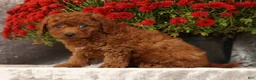 Cavapoo dogs for sale: Sherman - Ad 9