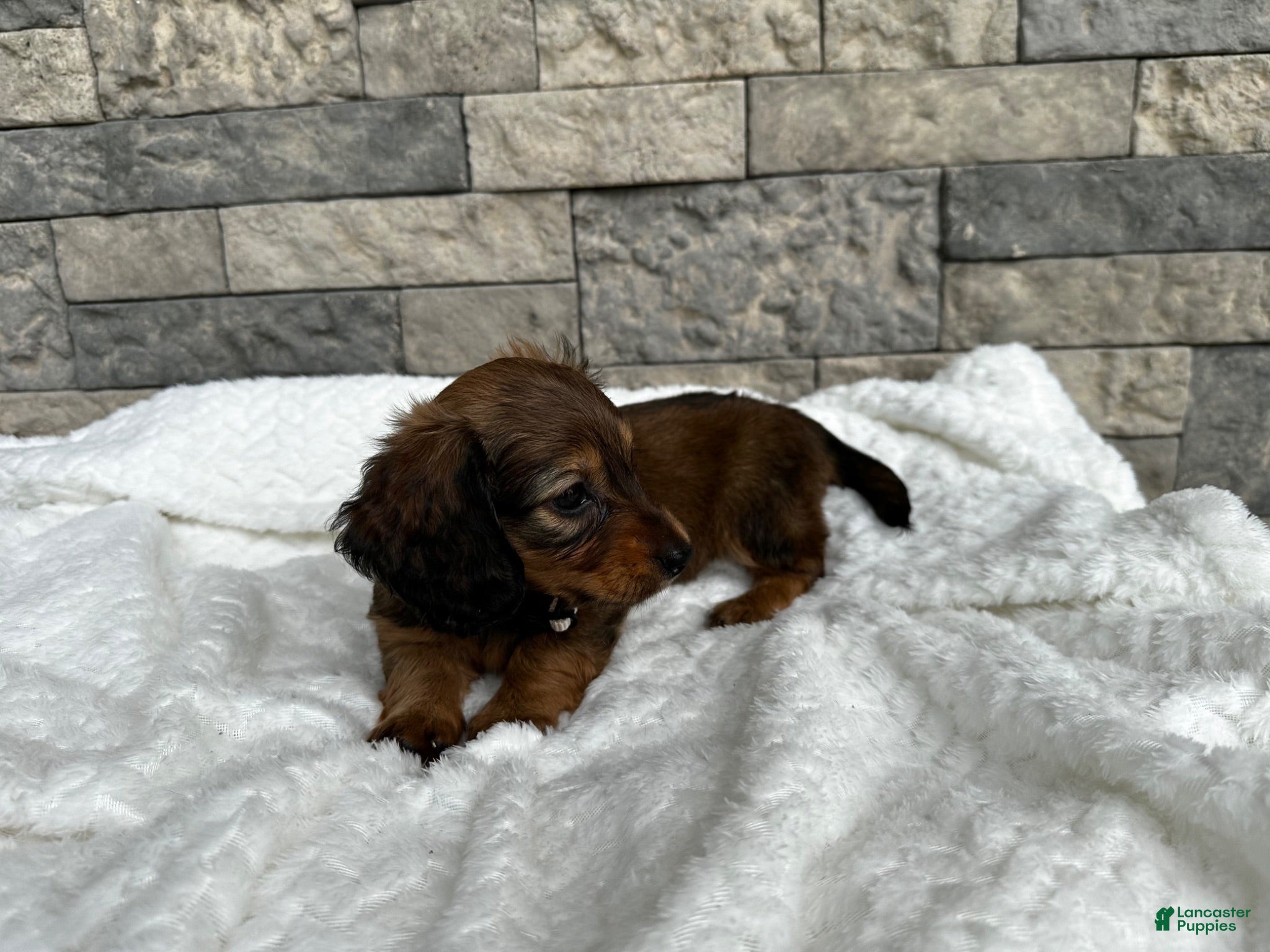 Miniature Dachshund dogs Dixie - Ad 13