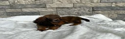 Miniature Dachshund dogs for sale: Dixie - Ad 1