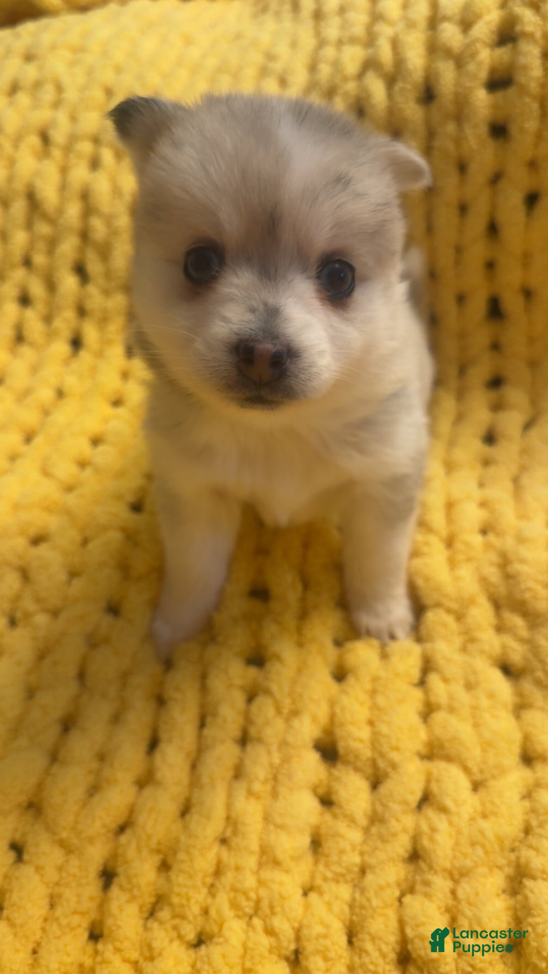 Pomsky dogs for sale: Female light grey multi color - Ad 5