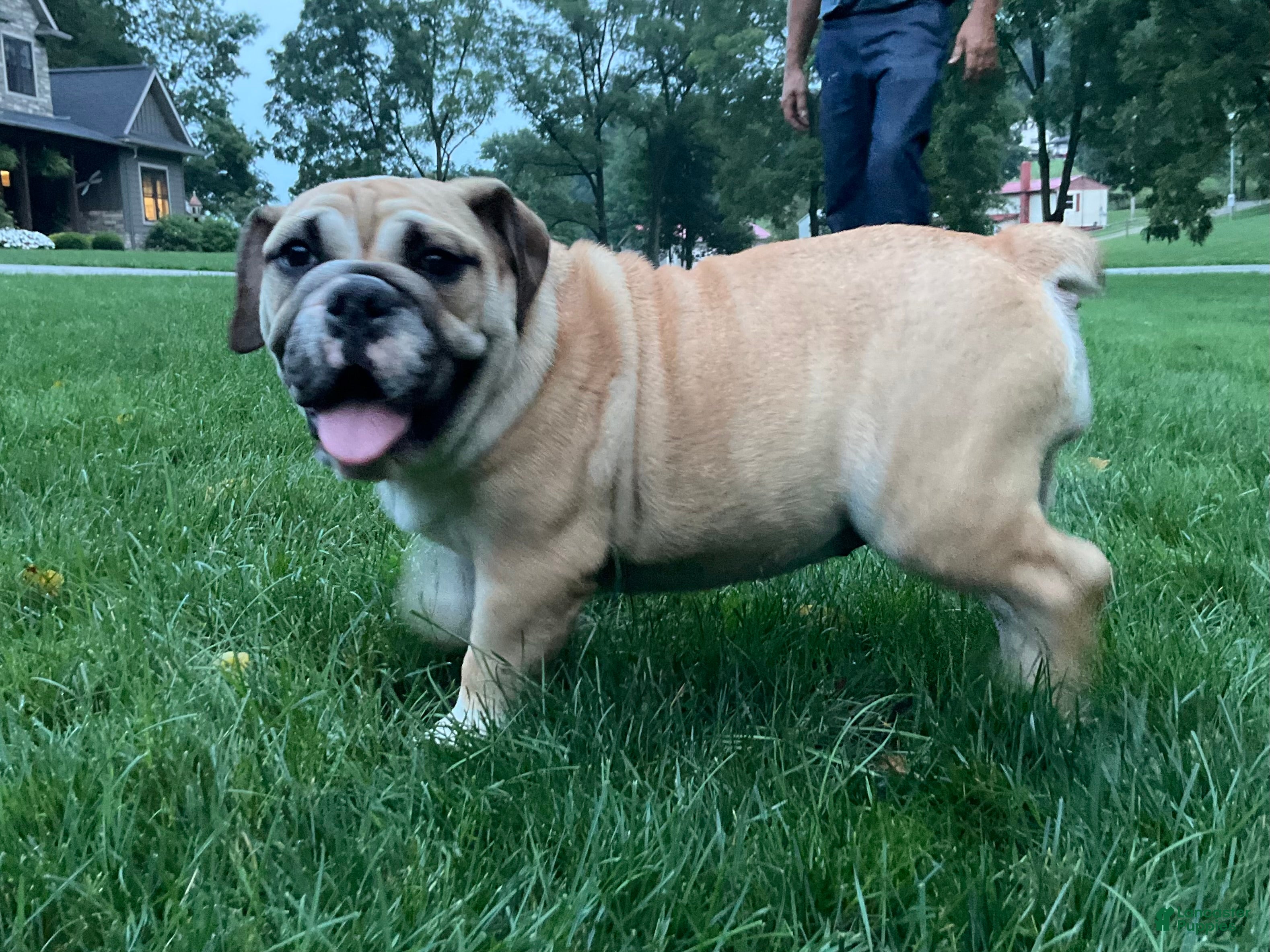 English Bulldog dogs Valerie  - Ad 2