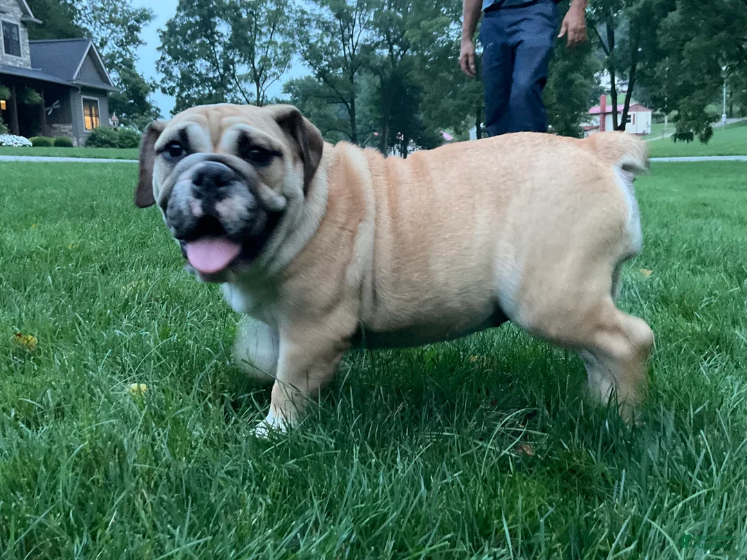 English Bulldog dogs for sale: Valerie  - Ad 2