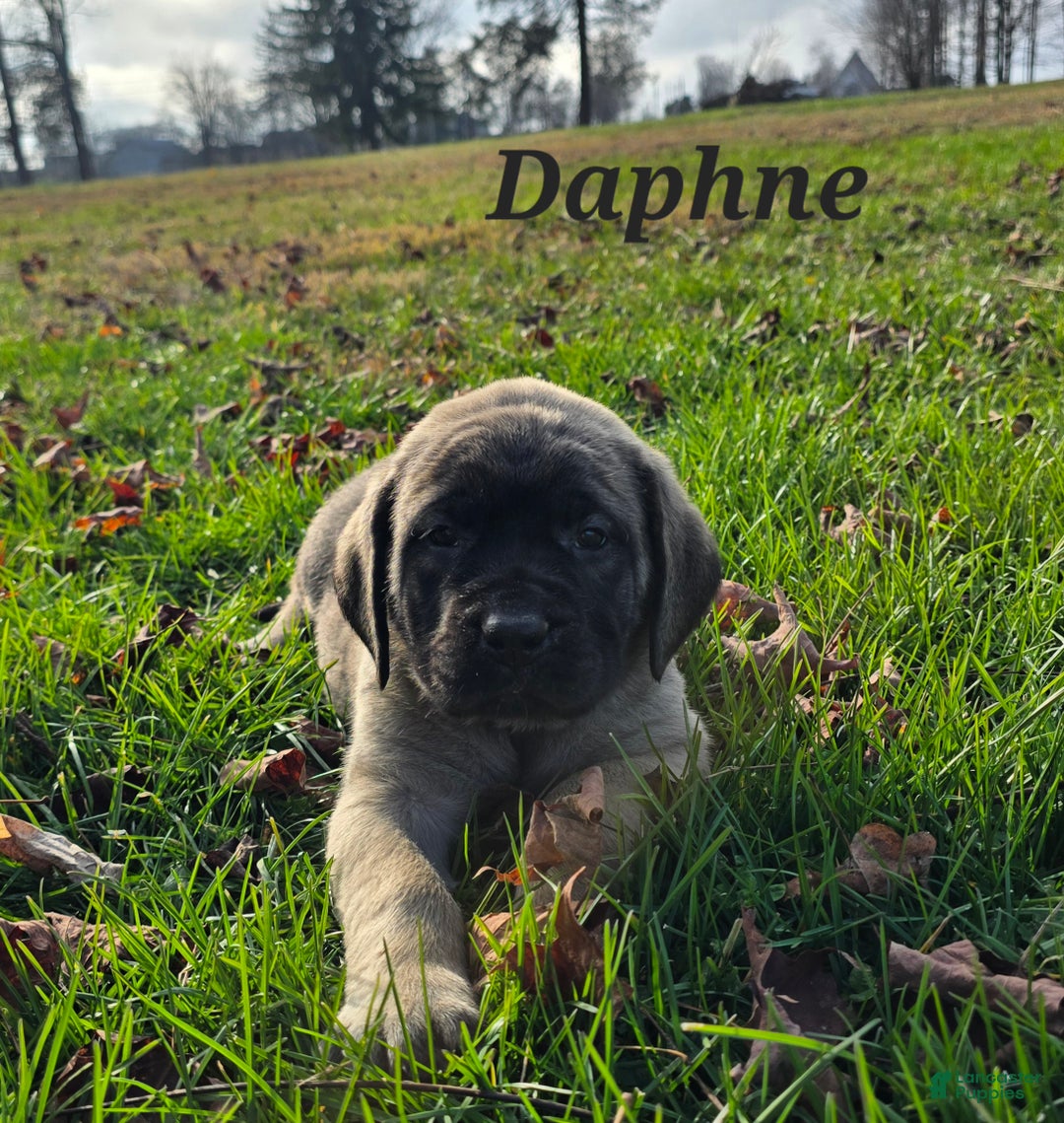 English Mastiff dogs for sale: Daphne  - Ad 5