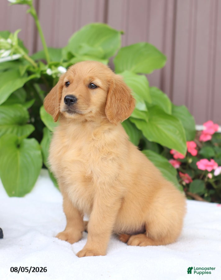 Golden Retriever dogs Trixie - Ad 2