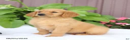 Golden Retriever dogs for sale: Trixie - Ad 2