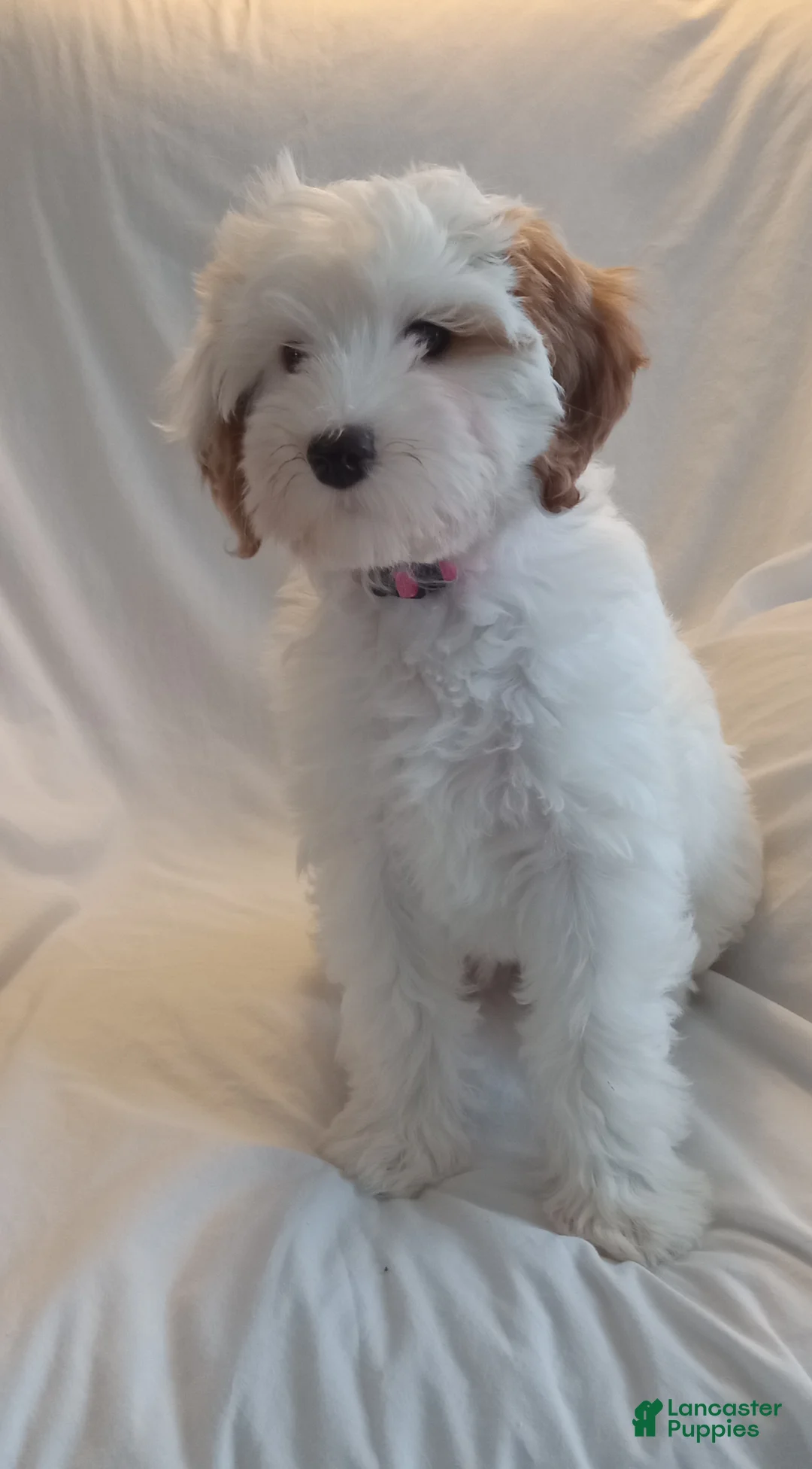 Cavapoo dogs for sale: Pebbles - Ad 2