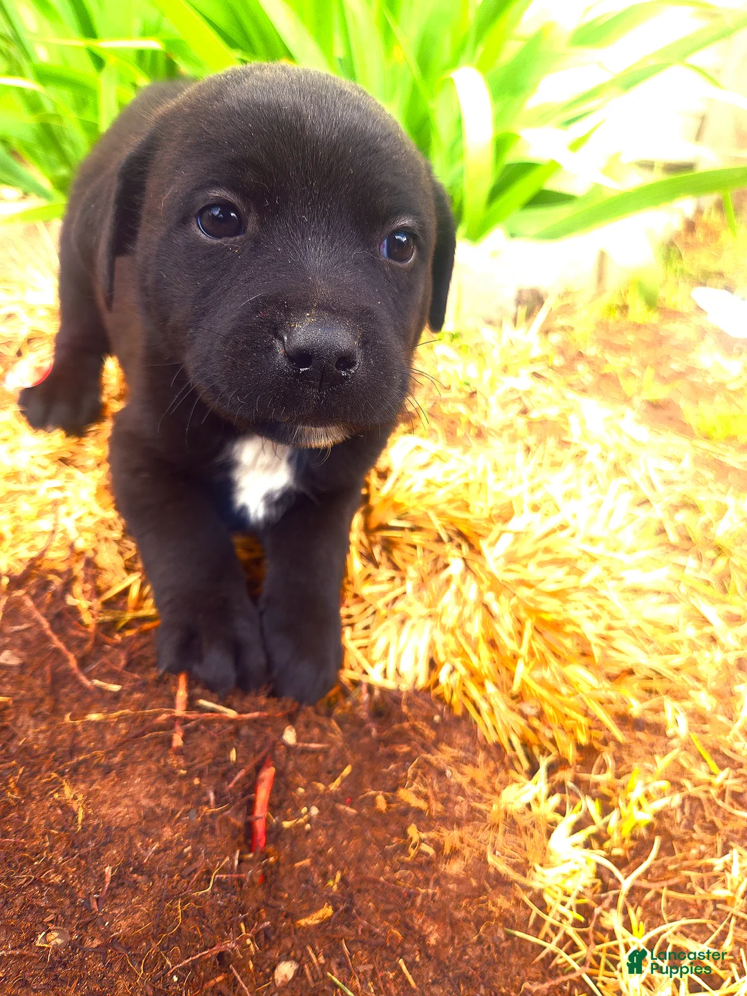 Mixed Breed dogs for sale: Mixed Breed Puppy 5 - Ad 2