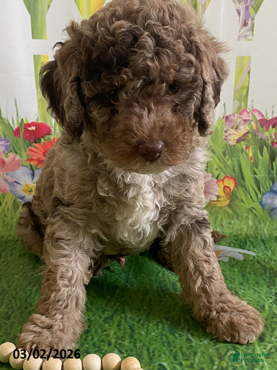 Miniature Labradoodle dogs for sale: Marshall - Ad 1