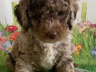 Miniature Labradoodle dogs for sale: Marshall - Ad 1