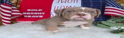 American Bully dogs for sale: Rocket - Ad 7