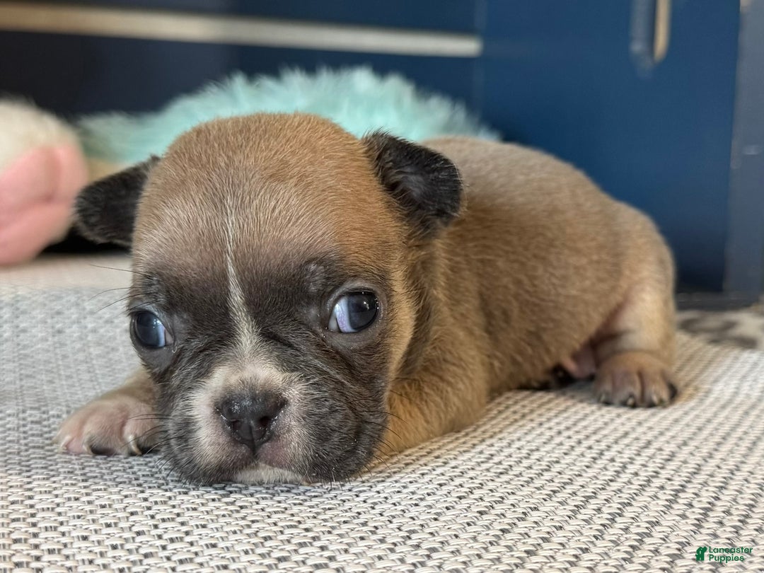 French Bulldog dogs for sale: Alex - Ad 32