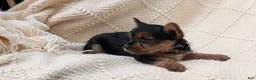 Yorkshire Terrier dogs for sale: Gemma - Ad 12